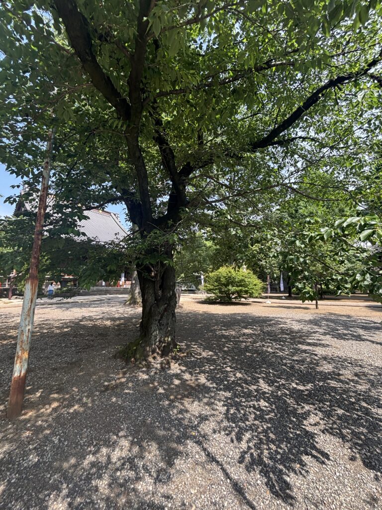 寛永寺の写真
