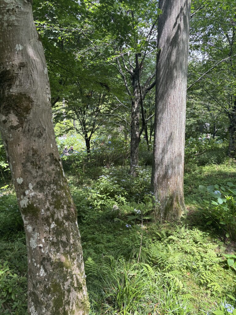 三千院（京都大原）の写真