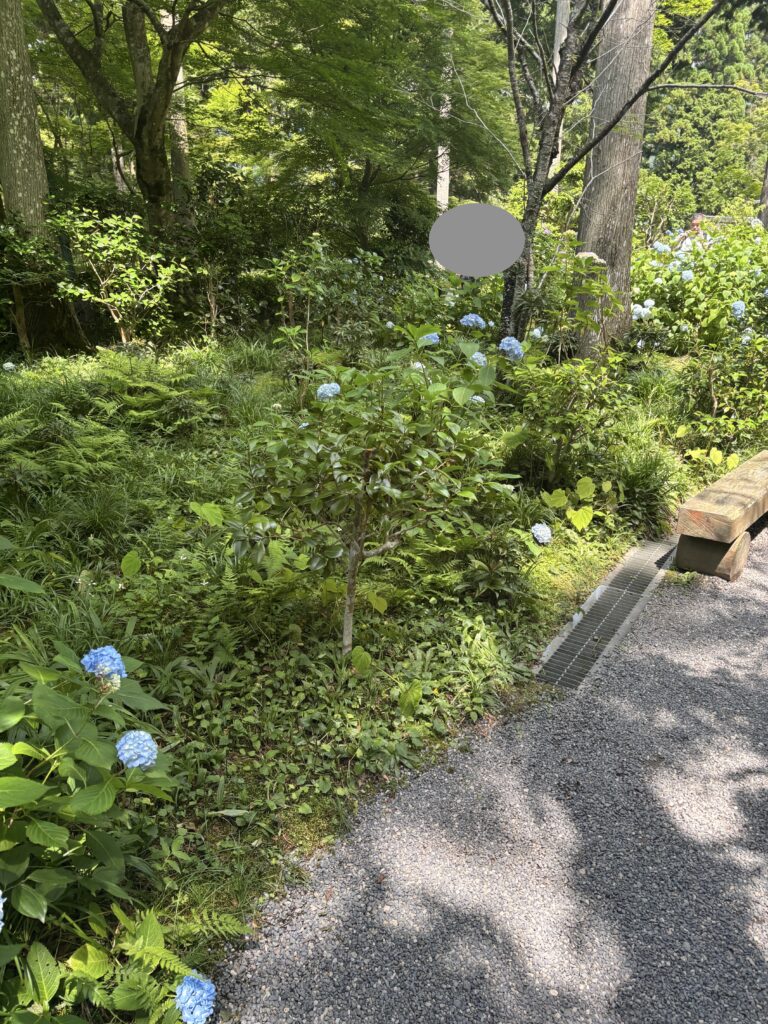 三千院（京都大原）の写真