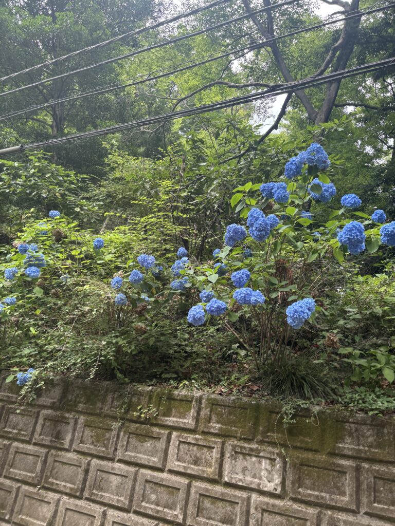 高尾山薬王院の写真