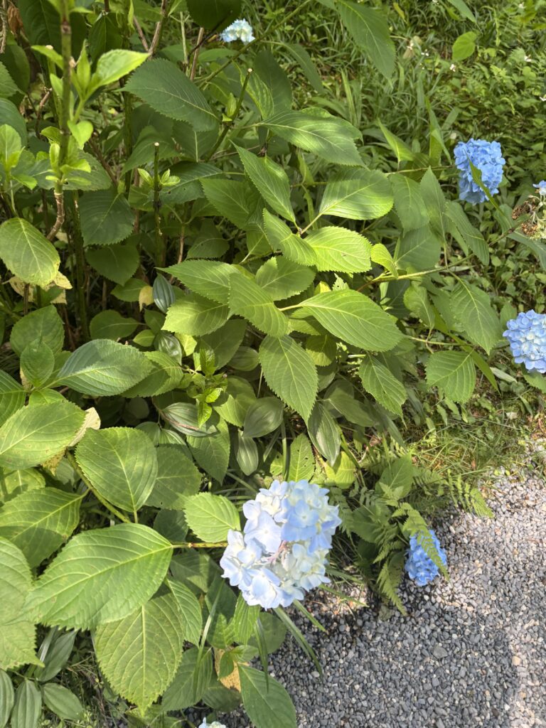 三千院（京都大原）の写真