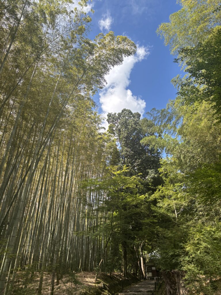 竹寺（京都）の写真