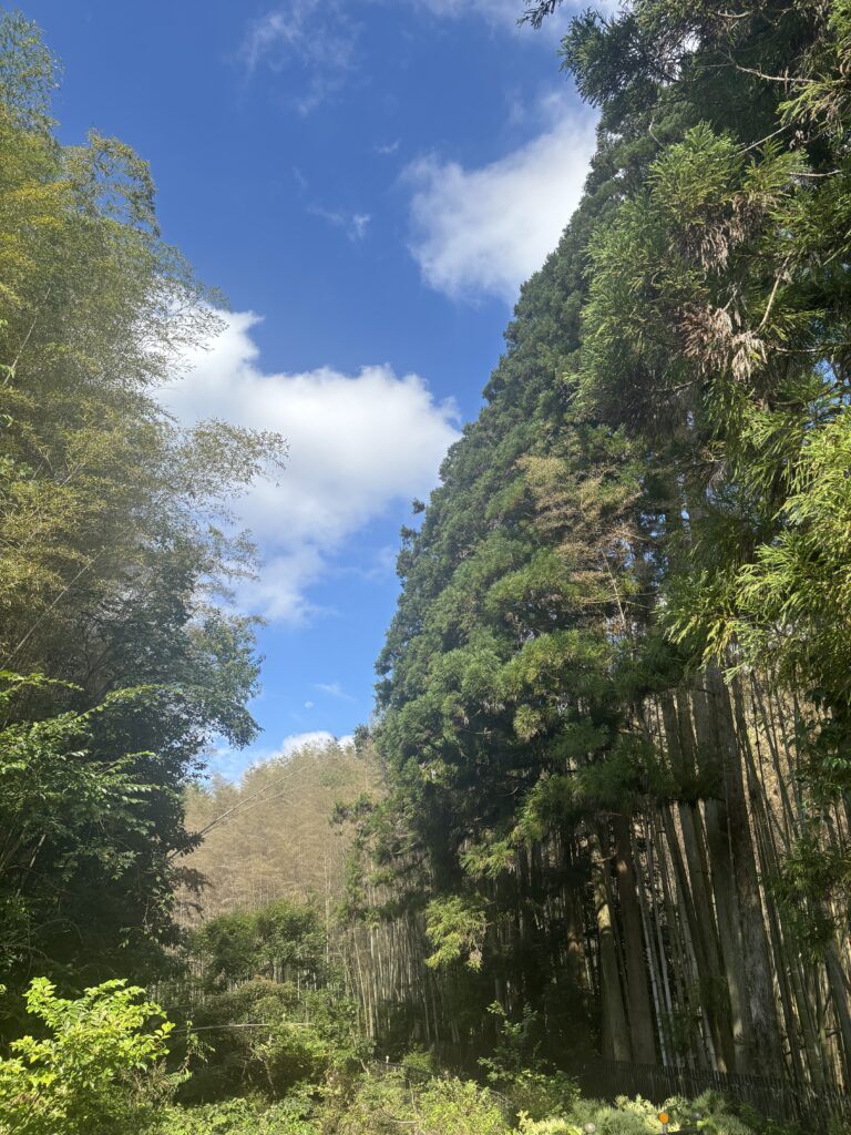 苔寺（京都）の写真