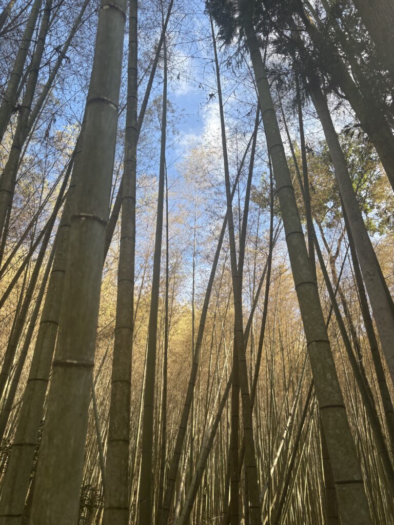 苔寺（京都）の写真